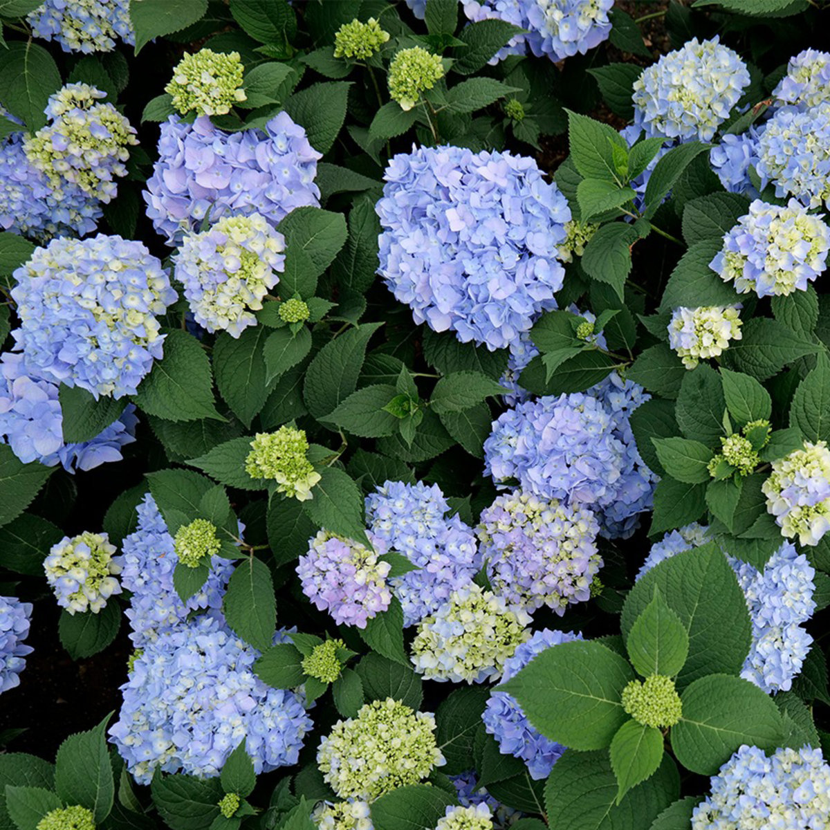 Hydrangea Macrophylla iBloom Azure Skies Big Leaf Hydra SiteOne